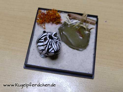 Preview: Kugelzebra in Savannen-Box Preview: Szenario Kugelzebra in Savanne