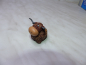Preview: Beispiel Kugel-Longhorn