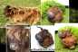 Preview: kugelpferdchen longhorn beispielbild