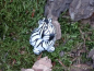 Preview: Kugelzebra Skulptur
